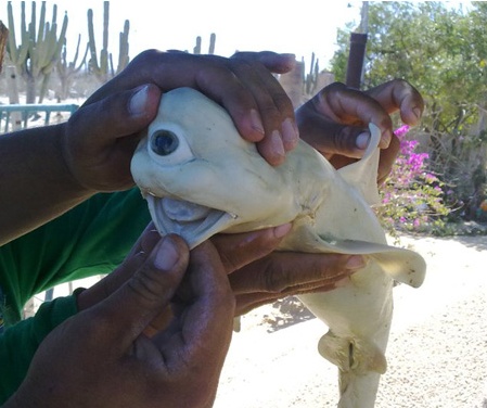 bull shark, Carcharhinus leucas.jpg 외눈박이 상어 발견…진짜 맞아? 